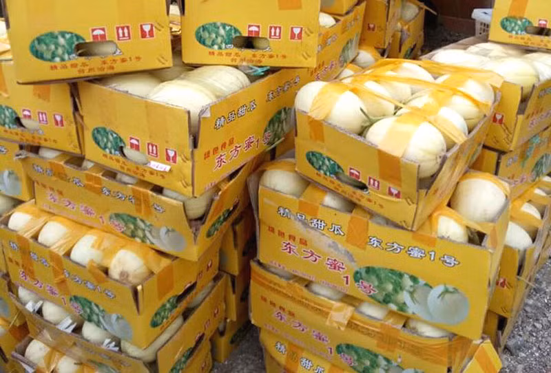 Các đầu mối bỏ sỉ tiết lộ loại dưa bí ngô được nhập từ Trung Quốc về.