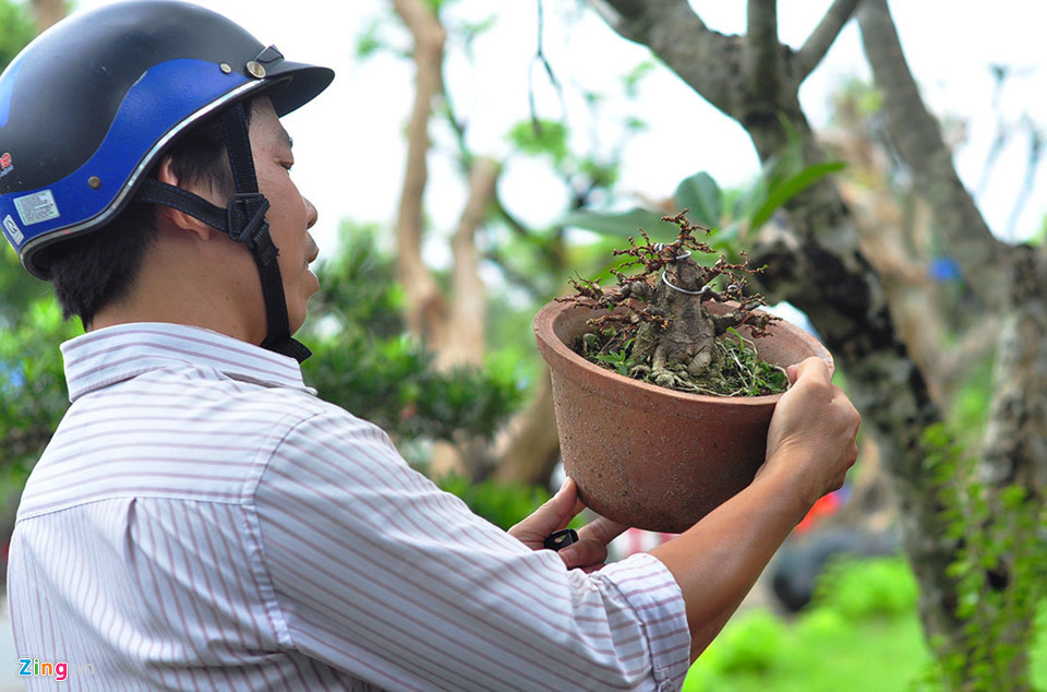 Một người dân xem và mua bonsai ở hội thi.