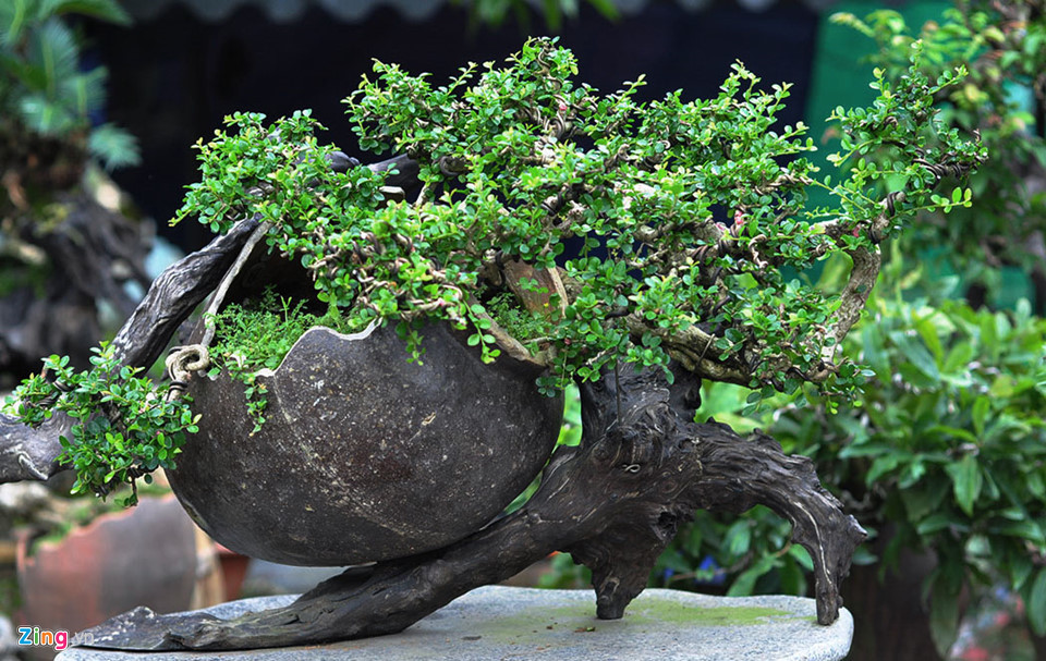 Một cây cảnh được nghệ nhân trồng trong hũ sành vỡ và gắn vào giá mộc.