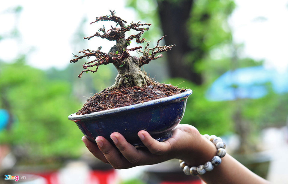 Chậu bonsai nhỏ của nhà vườn Quang Trường (An Giang) được rao bán gần 2 triệu đồng.