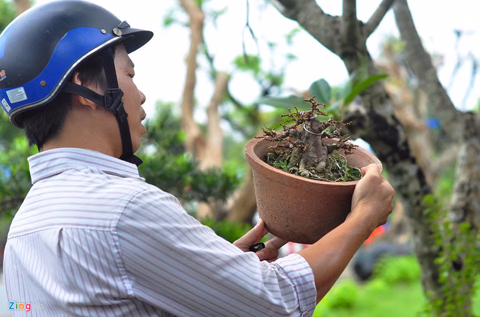 Một người dân xem và mua bonsai ở hội thi.