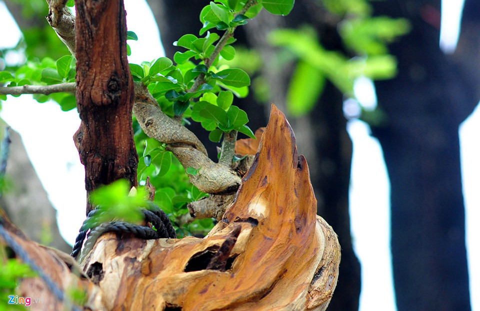 Cây cảnh có lá xanh mơn mởn trong khi một phần thân cây bị chết khô, được nghệ nhân tạo lụa độc đáo.