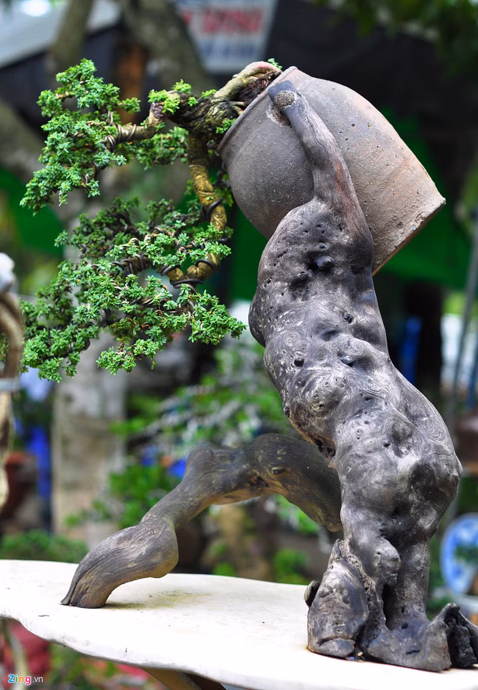 Một cán bộ Trung tâm Văn miếu Trấn Biên cho biết cây cảnh quy tụ có giá từ 50.000 đồng đến cả trăm triệu đồng mỗi cây.