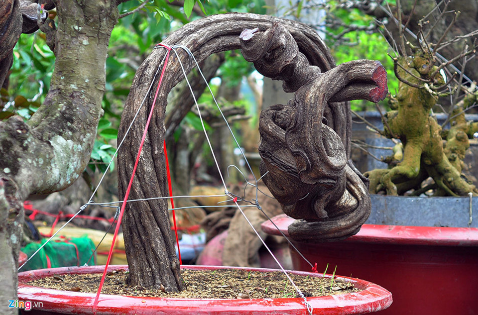 Phần gốc của cây rạng đông được trồng vào chậu.