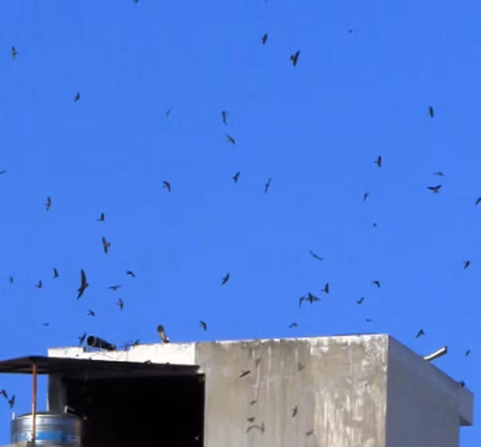 Dua nhau xay nha lau de nuoi chim yen giua thanh pho-Hinh-3