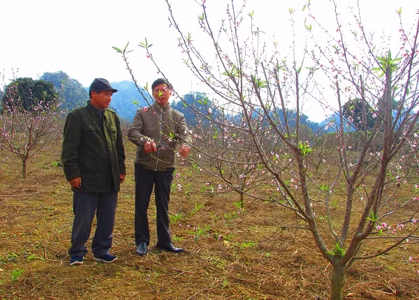 Ông Ngọ đang trao đổi kinh nghiệm chăm sóc đào với kỹ thuật viên bảo vệ thực vật Hà Nội.