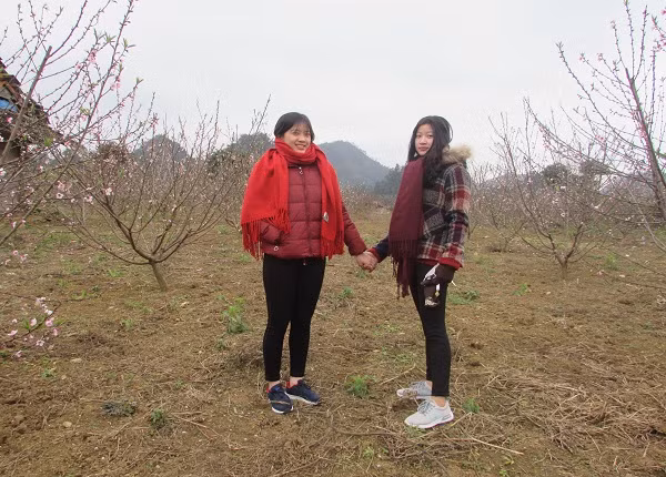 Vẻ đẹp thơ mộng của hoa đào chúm chím đã thu hút nhiều du khách đến tham quan và chụp ảnh kỉ niệm.