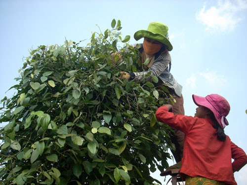 Người dân không vui vì giá tiêu giảm mạnh giờ lại thêm lo lắng vì thông tin hồ tiêu bị trộn tạp chất nhuộm than pin. Ảnh: Hoàng Thanh.