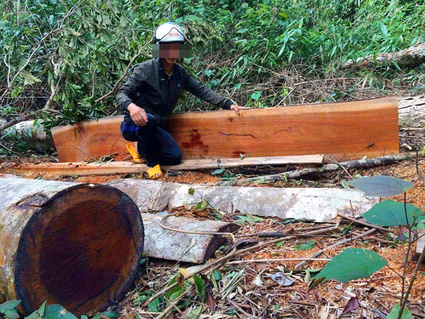 Tham nhap rung Kbang: Tan thay go khong lo bi "xe thit"-Hinh-7