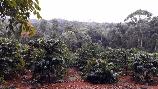 Tham nhap rung Kbang: Tan thay go khong lo bi "xe thit"-Hinh-12