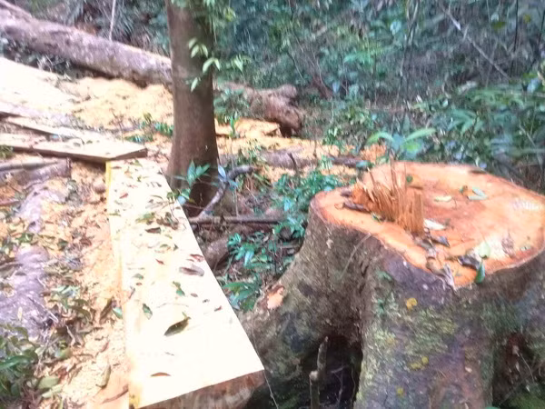 Tham nhap rung Kbang: Tan thay go khong lo bi "xe thit"-Hinh-9