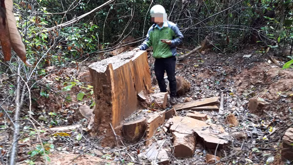 Tham nhap rung Kbang: Tan thay go khong lo bi "xe thit"-Hinh-2