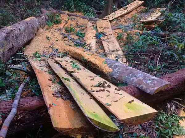 Tham nhap rung Kbang: Tan thay go khong lo bi "xe thit"-Hinh-10