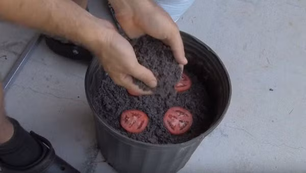 Cach trong ca chua "thai mieng", duoc ca vuon ca chua sai triu-Hinh-6