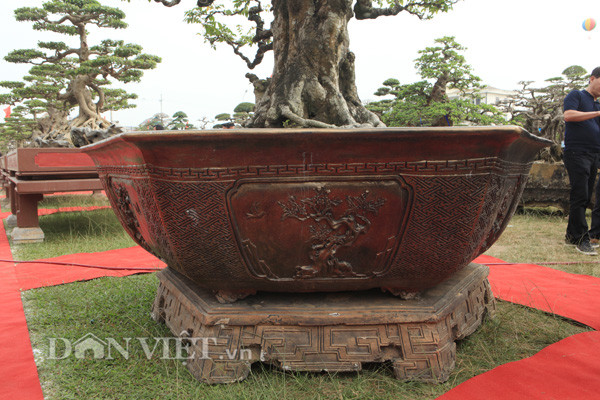 Chiếc chậu nuôi cây khế cổ thụ cũng được anh Toàn thiết kế rất cầu kỳ và đẹp.