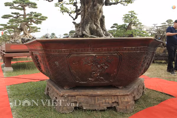 Chiếc chậu nuôi cây khế cổ thụ cũng được anh Toàn thiết kế rất cầu kỳ và đẹp.