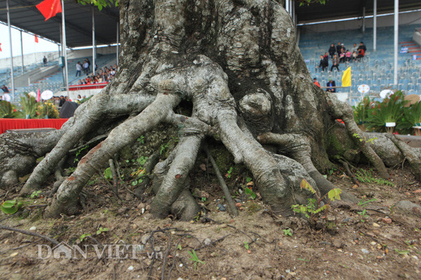 Gốc cây to một người lớn ôm không xuể, xù xì, nổi u cục . Phần gốc cây và phần thân cây phía trên được phân rõ ràng bởi các cành cây mọc chìa ra xung quanh.