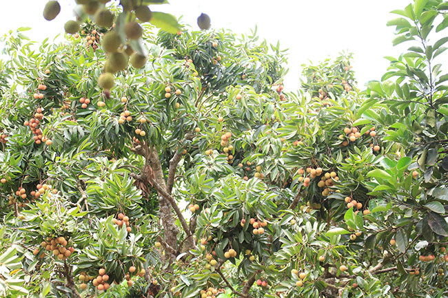 Khu vườn vải tổ của gia đình nhà ông Thân rộng hơn 5.000m2.