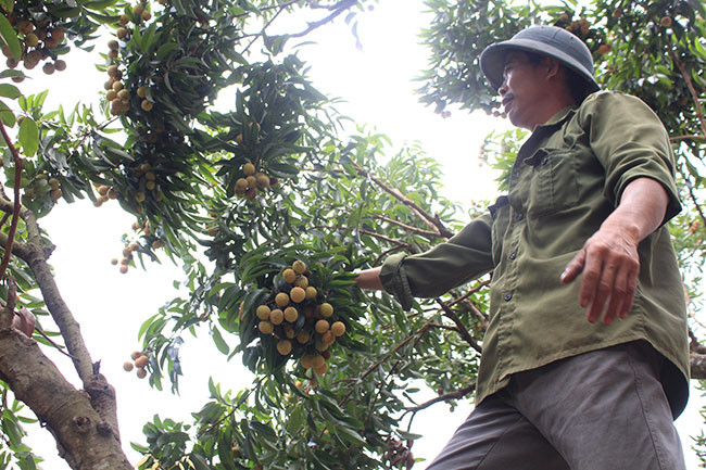 Ông Thân kiểm vải để chuẩn bị thu hoạch.