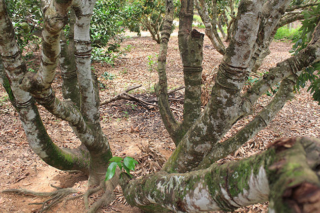 Những tán lá cây vải tổ sum xuê tỏa ra.