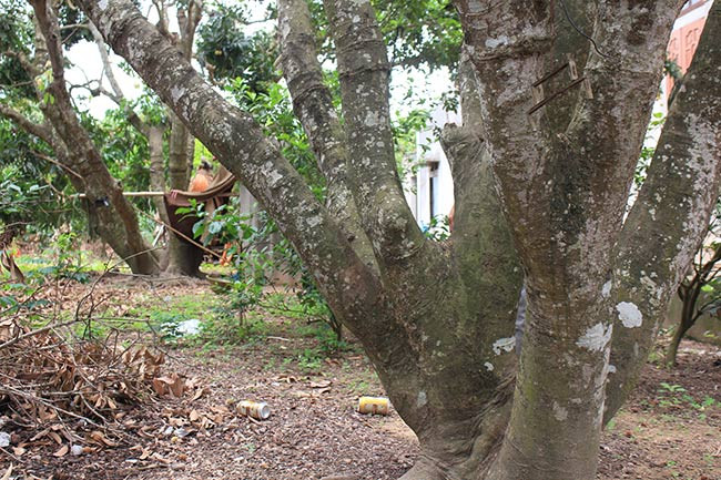 Năm 2016, riêng cây vải tổ cho thu hoạch khoảng 5,5 tạ quả, đem lại doanh thu lên đến hơn 10 triệu đồng cho nhà vườn.