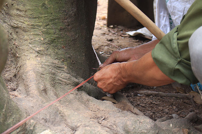 Ông Thân cho biết đường kính của cây vải tổ 39 năm lên đến 2,5m.