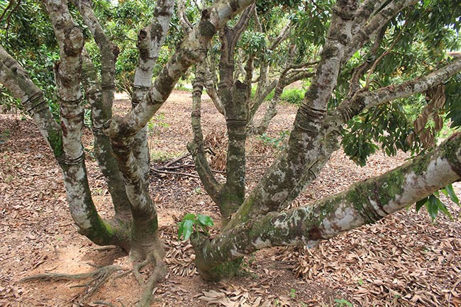 Có những lúc cây tăng trưởng cho tán rộng đến 20m, cao hơn 10m.