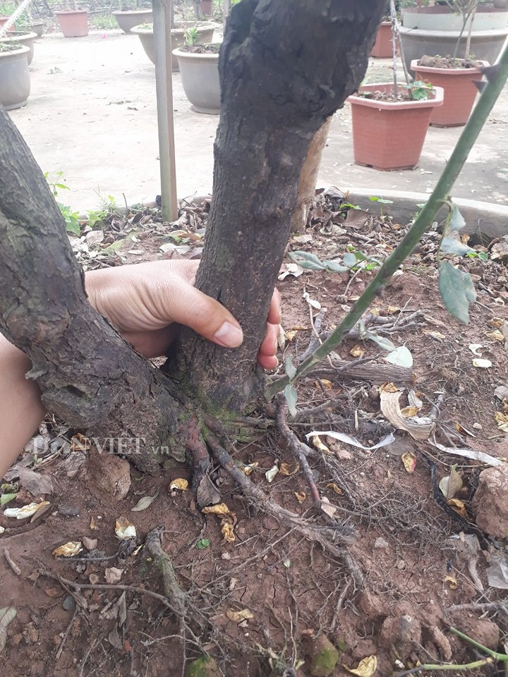 Cây hồng thân gỗ, thuộc dòng hồng bụi. Cây hồng lớn chậm, theo kinh nghiệm của anh Nguyễn Sinh Ngọ phỏng đoán ước tính cây khoảng 35 – 40 tuổi. Quan sát kĩ, cây đâm chồi nhỏ, không to.