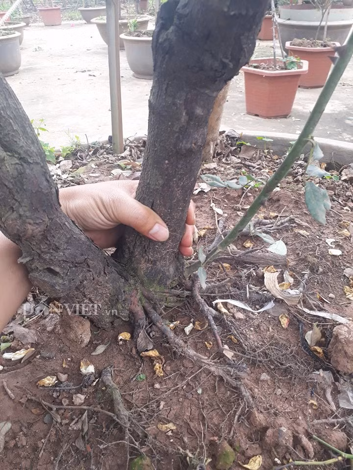 Cây hồng thân gỗ, thuộc dòng hồng bụi. Cây hồng lớn chậm, theo kinh nghiệm của anh Nguyễn Sinh Ngọ phỏng đoán ước tính cây khoảng 35 – 40 tuổi. Quan sát kĩ, cây đâm chồi nhỏ, không to.