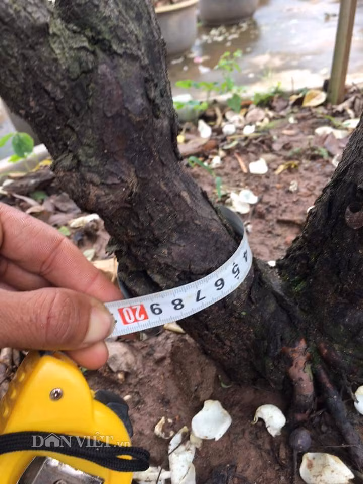 Cây cao 3 m, đường kính tán rộng 3 m, có thế song thụ, thân cây chia làm 2 nhánh. Trong đó: Chu vi nhánh gốc 1 là 20 cm, chu vi nhánh gốc 2 là 22 cm.