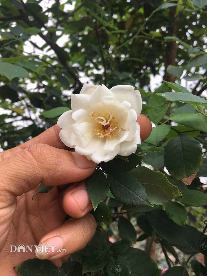 Cánh hoa dày và nhụy hoa tựa như hoa trà. So với các giống hồng cổ khác, “bạch ngọc tỉ” thơm hơn hồng đào, nhưng không bằng vân khôi. Người trồng đứng cách khoảng 20 – 30 cm là đã có thể hít hà mùi thơm của hoa.