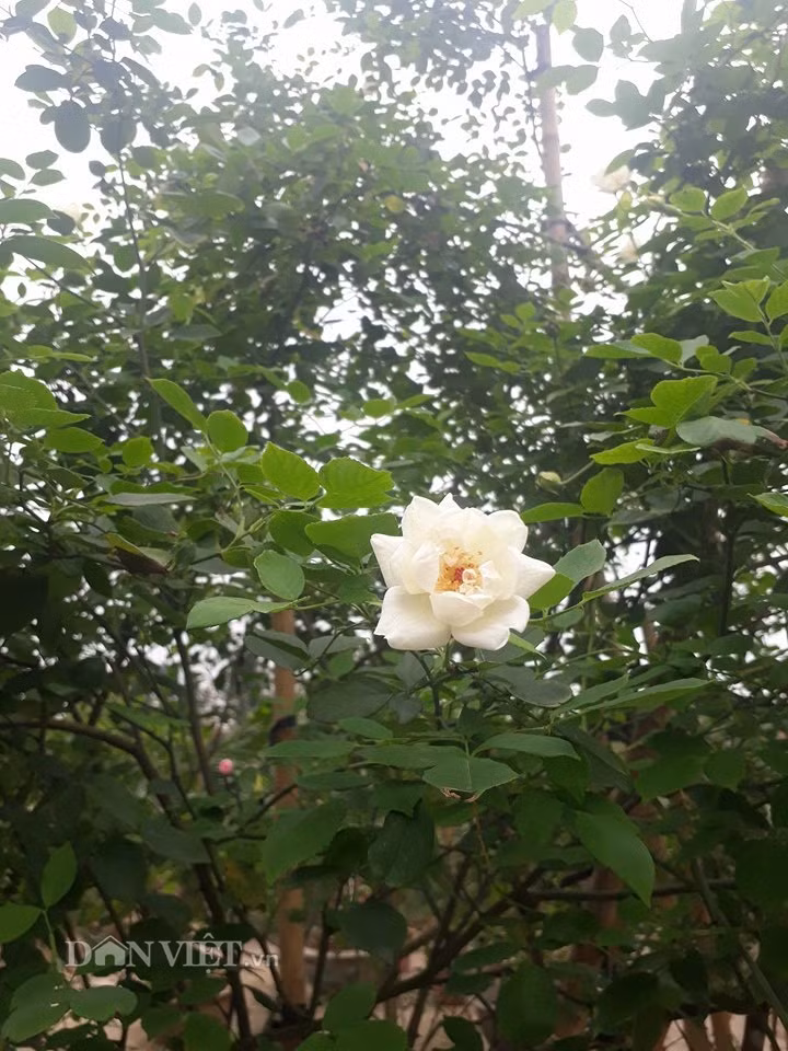 Hoa hồng cổ "bạch ngọc tỉ" có hình dáng khum khum nở giống đài sen quan âm.