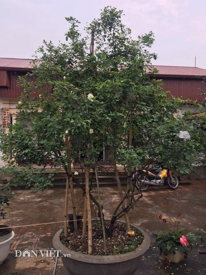 Anh Nguyễn Sinh Ngọ đã hỏi rất nhiều các “cao nhân” trong giới yêu hoa, cây cảnh, tuy nhiên vẫn chưa biết được tên gọi chính xác tên gọi của cây hồng này. Anh Ngọ tạm thời đặt cho cây hồng với cái tên mĩ miều là “Bạch ngọc tỉ”.