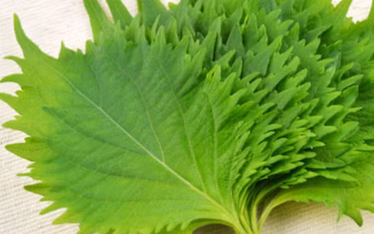 La chanh di Tay thu trieu USD, tia to sang Nhat dem tien ti