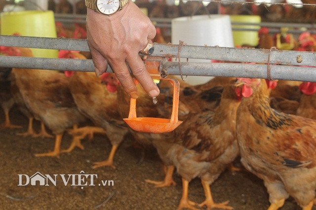 Trong các chuồng gà, anh Hoàng Công Điền đều lắp đặt hệ thống uống nước tự động cho gà.