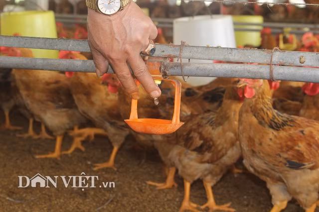 Trong các chuồng gà, anh Hoàng Công Điền đều lắp đặt hệ thống uống nước tự động cho gà.