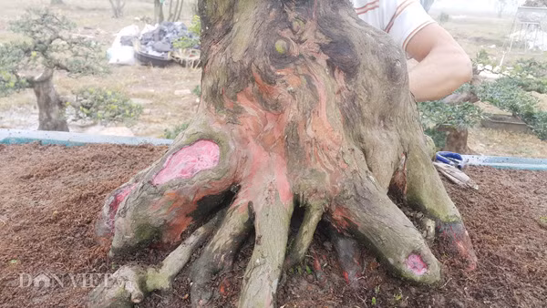 Gốc cây hổ phách (tùng già) của anh Toản khá dị.