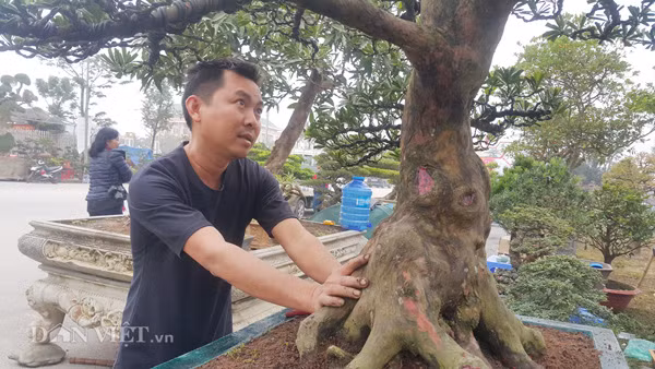 Anh Toản đang chăm sóc cây tùng kiểng của gia đình.