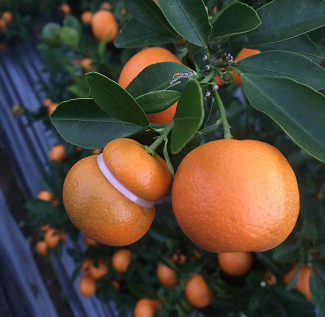 Xuat hien quat ho lo gia hap dan, nhieu nguoi ru nhau san mua-Hinh-4