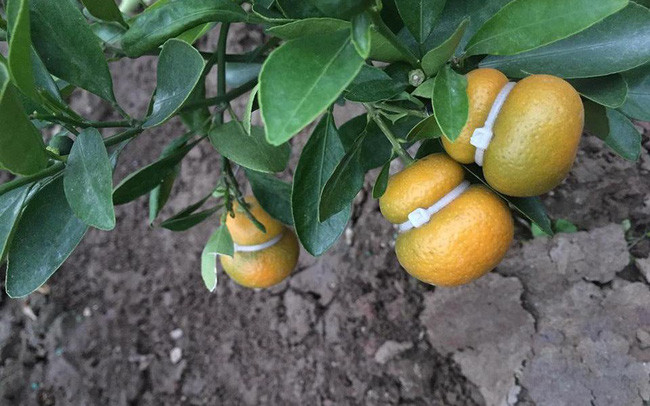 Xuat hien quat ho lo gia hap dan, nhieu nguoi ru nhau san mua