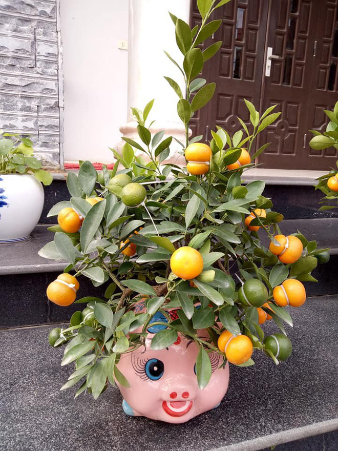 Xuat hien quat ho lo gia hap dan, nhieu nguoi ru nhau san mua-Hinh-2