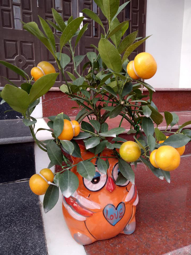 Xuat hien quat ho lo gia hap dan, nhieu nguoi ru nhau san mua-Hinh-3