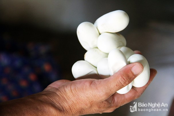 Rắn con sẽ nở sau 45 ngày ấp trứng. Ảnh: Thanh Quỳnh.