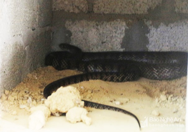 Một con rắn hổ mang đang ngủ. Ảnh: Thanh Quỳnh.