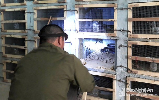 Rắn trưởng thành được nuôi độc lập trong từng ô riêng biệt. Ảnh: Thanh Quỳnh.