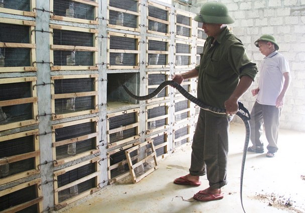 Con rắn hổ mang dài hơn 1m, nặng gần 6kg được thuần phục trong tay anh Nguyễn Hữu Phúc. Ảnh: Thanh Quỳnh.