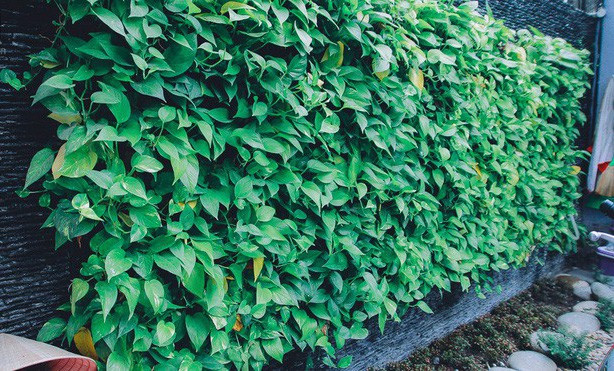 Chi tien ty cai tao, ngoi nha xanh mat cua Ho Quang Hieu bung sang-Hinh-3