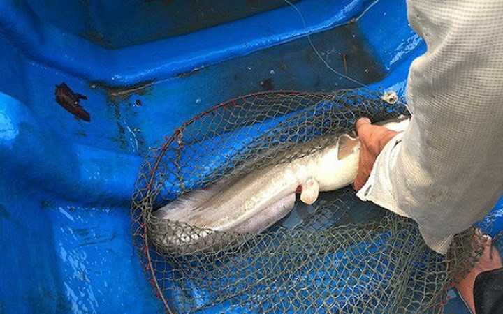 Một chú cá ngát nặng khoảng 2 kg.