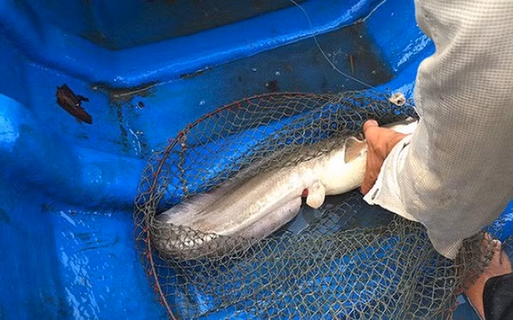 Một chú cá ngát nặng khoảng 2 kg.