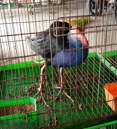 Chim Trích cồ loại lớn được bán với giá 1 triệu đồng/con.